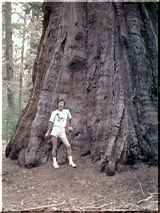 Mariposa Grove of Big Tree